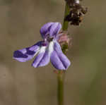 Southern lobelia